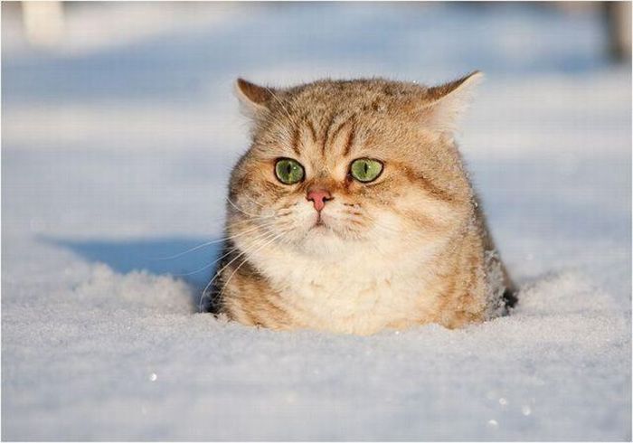 the-world_s-top-10-best-images-of-cats-in-snowmain1.jpg