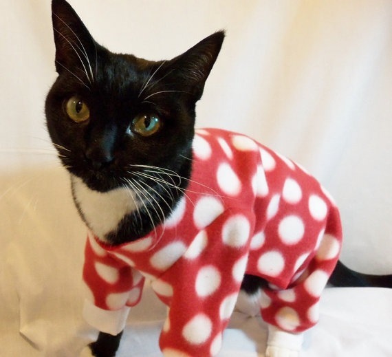 Top 10 Funny Images of Cats In Pajamas