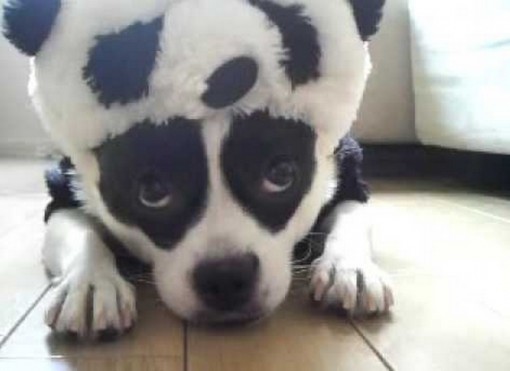 top-10-weird-and-amazing-panda-dogs