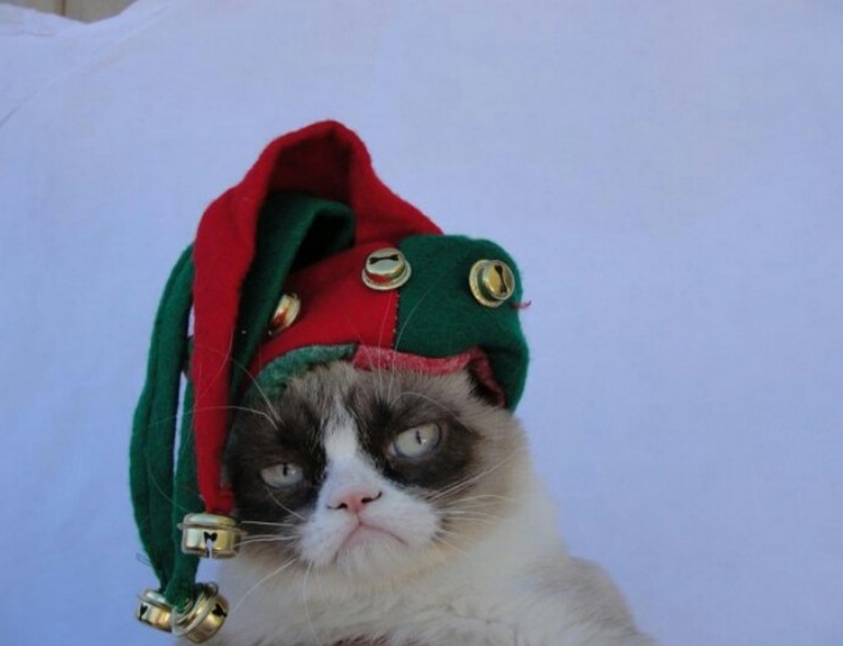 Image result for cat in elf costume