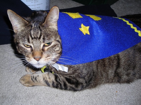 Top 10 Superhero Cats Wearing Capes