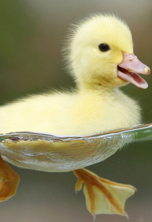 Top 10 Super Cute Images of Ducklings