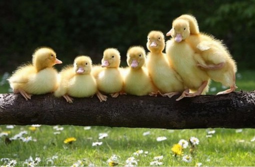 Top 10 Super Cute Images of Ducklings
