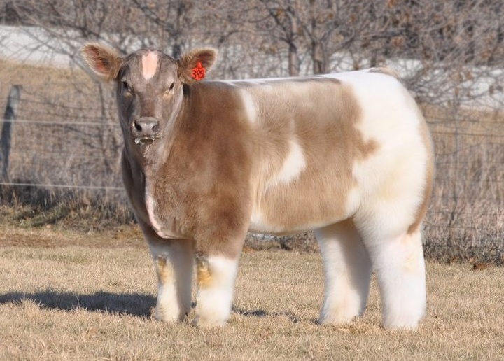 http://theverybesttop10.com/wp-content/uploads/2015/05/Top-10-Strange-Rare-and-Unusual-Breeds-of-Cow-1.jpg