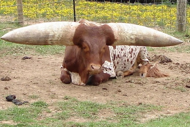 http://theverybesttop10.com/wp-content/uploads/2015/05/Top-10-Strange-Rare-and-Unusual-Breeds-of-Cow-10.jpg