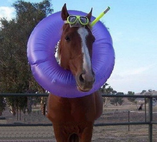 Horse in a Rubber Ring