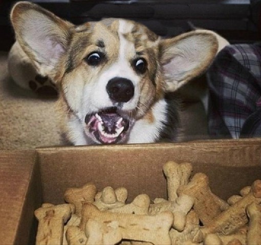 Top 10 Dogs With Too Many Treats