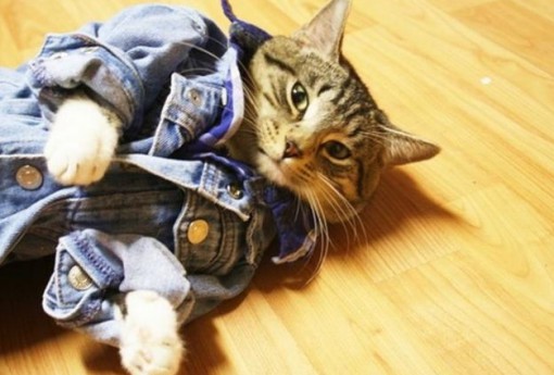 Top 10 Fashionable Cats Wearing Denim