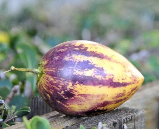 Top 10 Weird and Very Unusual Melons