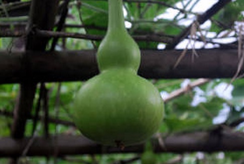 Top 10 Weird and Very Unusual Melons