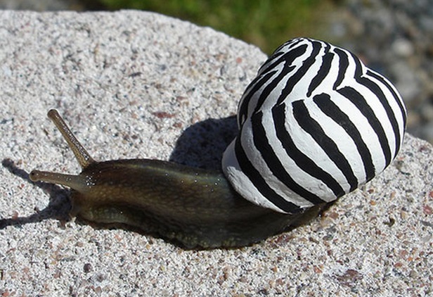 Top-10-Slow-Moving-But-Creative-Graffiti-snails-3.jpg