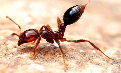 Top 10 Amazing and Unusual Ants