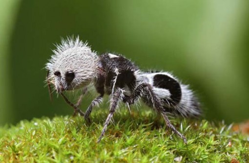 Top 10 Amazing and Unusual Ants