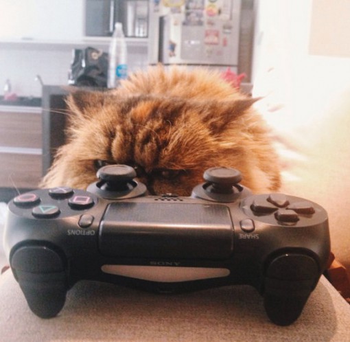 Top 10 Nerdy Sony PlayStation Cats