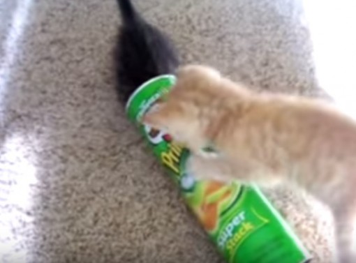 Top 10 Popping Cats In Pringles Tubes