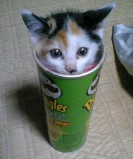 Top 10 Popping Cats In Pringles Tubes
