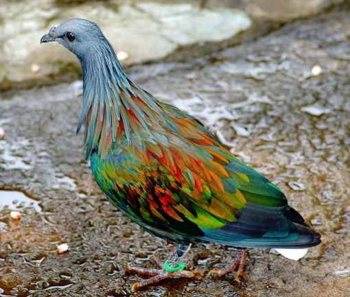 Top 10 Rare and Unusual Pigeons