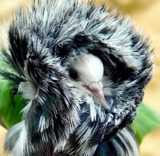 Top 10 Rare And Unusual Pigeons