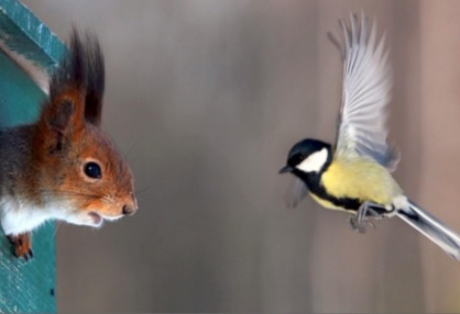 Top 10 Unusual Animals Inside Bird Houses
