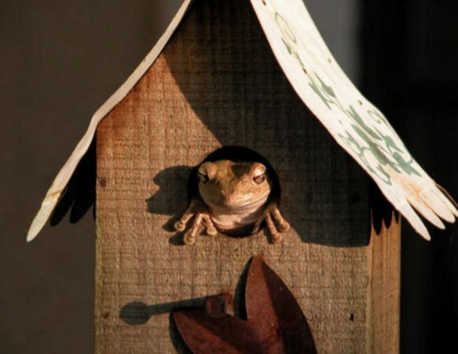Frog in a Bird House
