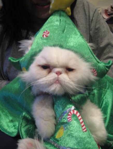 Top 10 Festive Costume Christmas Tree Cats