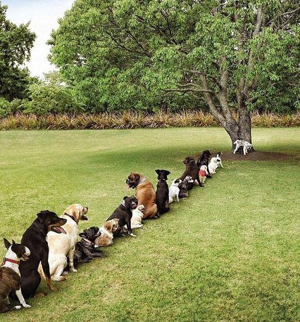 Top 10 Very Patient Dogs Waiting In Lines And Queues