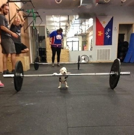 Top 10 Weight Loss Journey Dogs At The Gym
