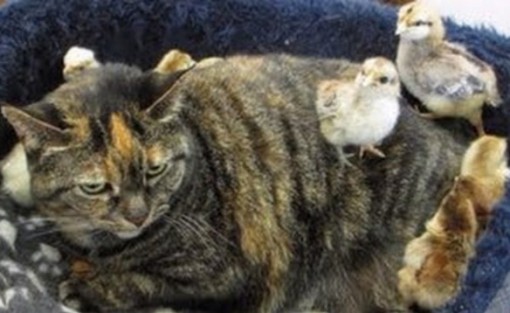 Top 10 Animals on Cats Treating Them Like Taxis