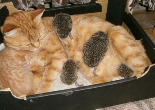 Top 10 Animals on Cats Treating Them Like Taxis