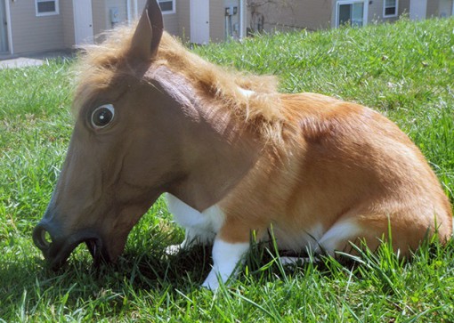 Top 10 Equestrian Dogs That Look Like Horses