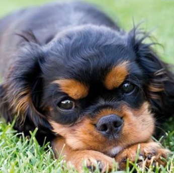 Top 10 Facially Expressive Dogs With Eyebrows