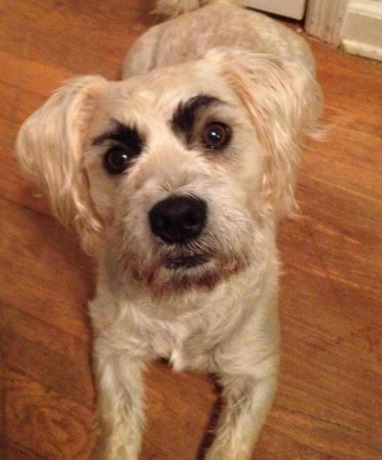 Top 10 Facially Expressive Dogs With Eyebrows
