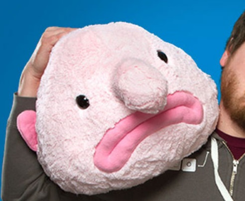 blobfish pillow