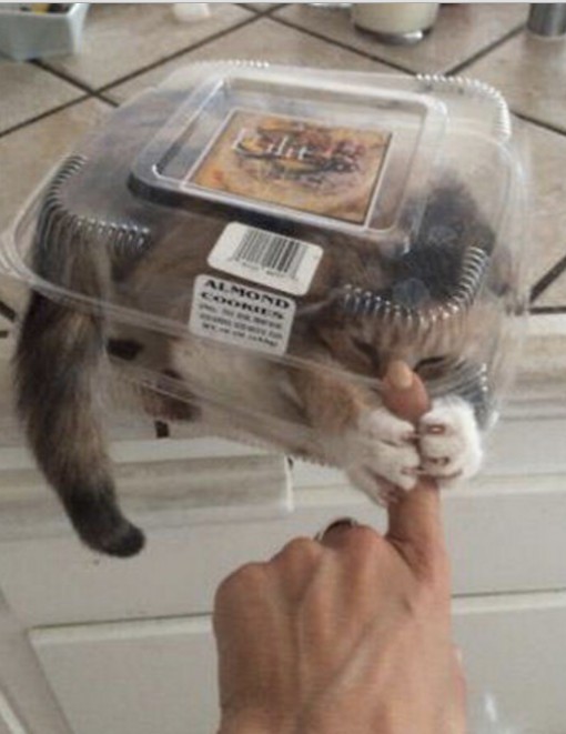 Cat in a Snack Pack