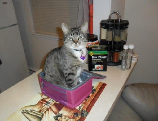 Cat in a Sandwich Box