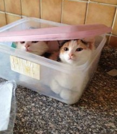 Cats in a Sandwich Box
