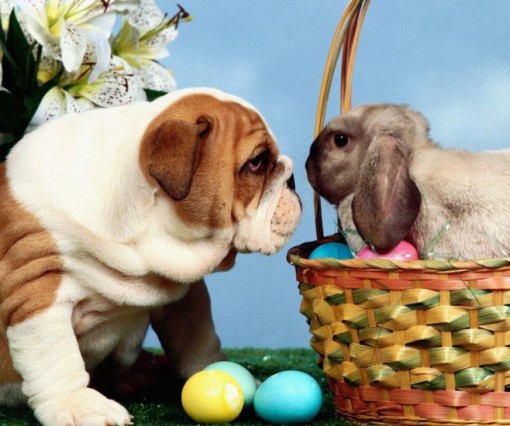 Dog On a Easter Egg Hunt
