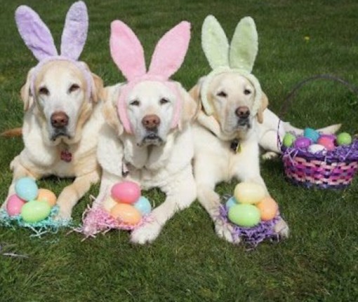 Dogs On a Easter Egg Hunt