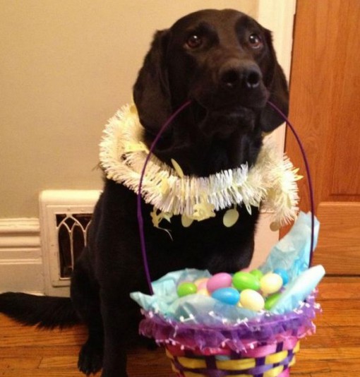 Dog On a Easter Egg Hunt