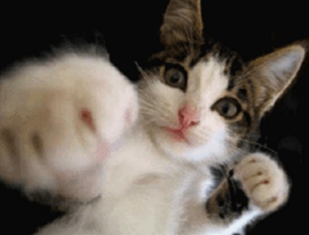 Top 10 Highly Aggressive Cats Who Want To Fight You