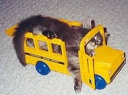 Cat Driving A School Bus