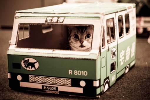 Cat Driving A Bus