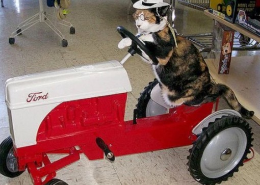 Cat Driving A Tractor
