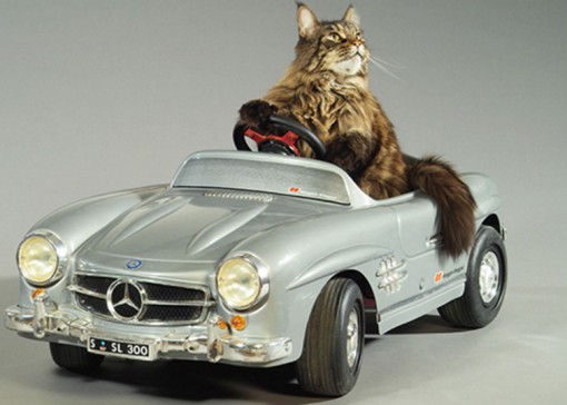 Cat Driving A Car