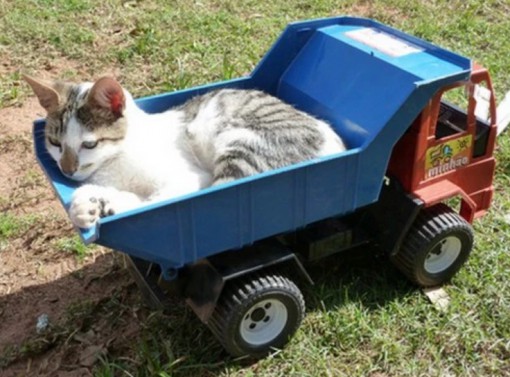 Cat Driving A Truck