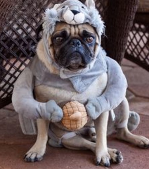 Dog Dressed As a Squirrel