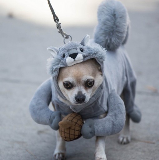 Dog Dressed As a Squirrel