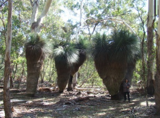 Xanthorrhoea Grass Trees, Australia