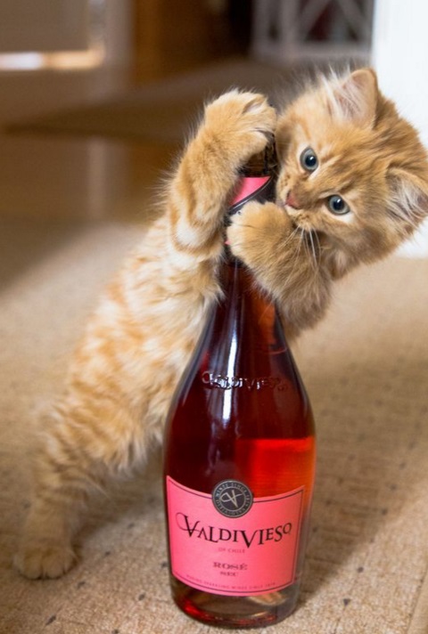 Wine-Loving Cat
