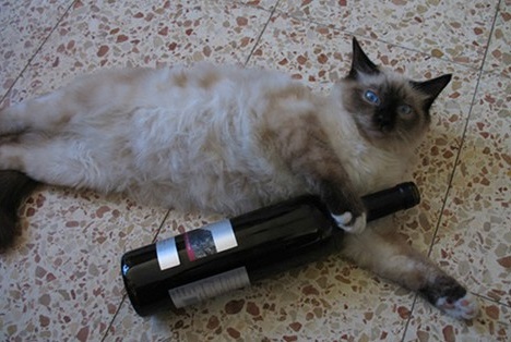Wine-Loving Cat